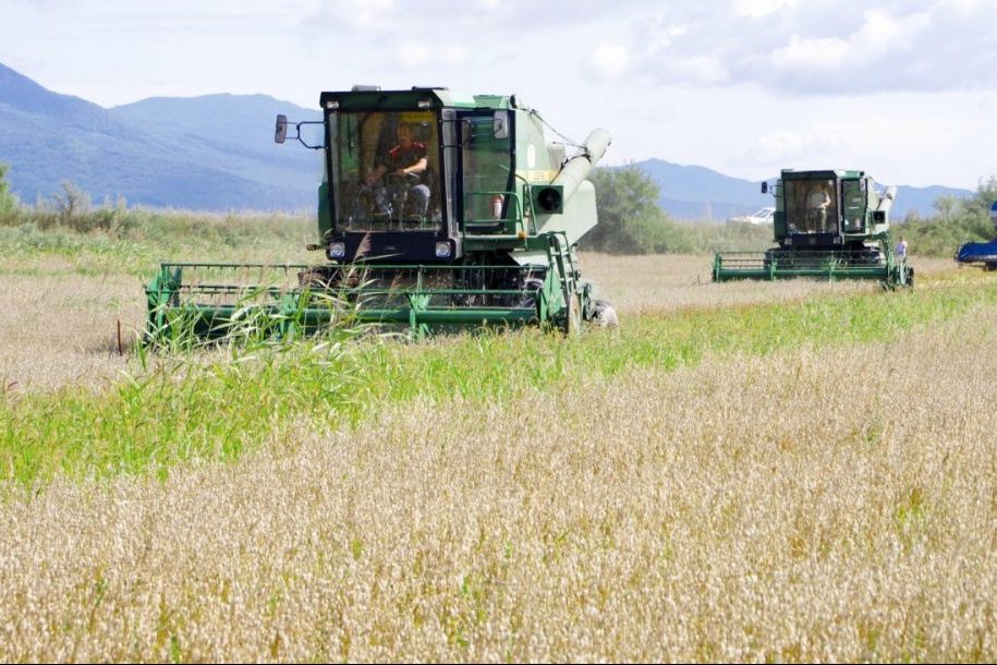 Почти треть урожая ранних зерновых убрали сельхозпроизводители ЕАО