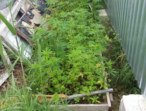 Полиция ЕАО «собрала урожай» мака и конопли на участках местных наркоманов
