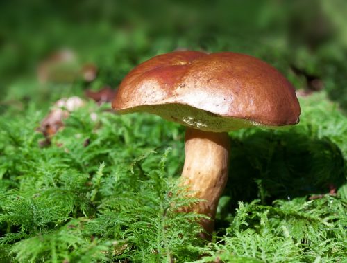 До 9 лет колонии можно получить за сбор грибов