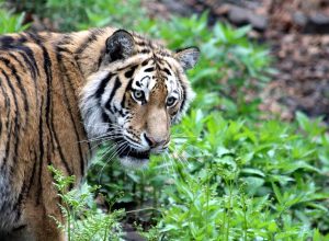 Пока замерзал пос. Смидович, федеральные СМИ интересовались состоянием спасенного тигренка из ЕАО