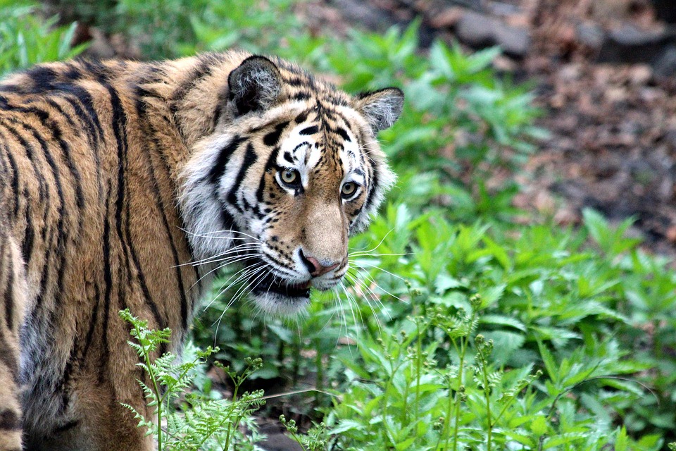 На Дальнем Востоке увеличивается популяция амурских тигров