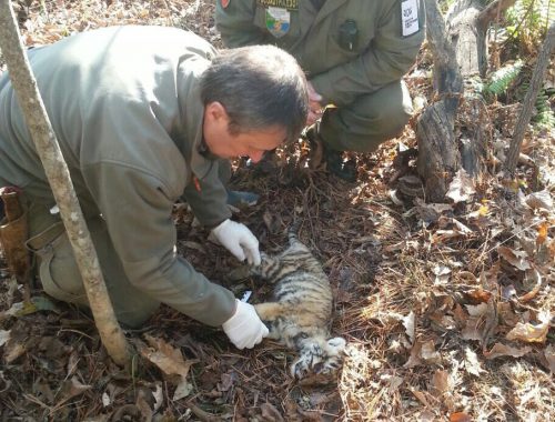 Мёртвого тигрёнка обнаружили в Хабаровском крае