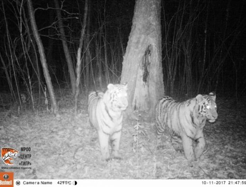 Численность амурских тигров в ЕАО увеличилась до 11 особей