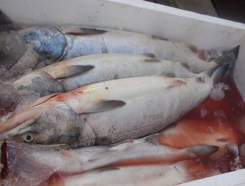Более 25 тонн рыбы вывез в Китай контрабандист через Нижнеленинское