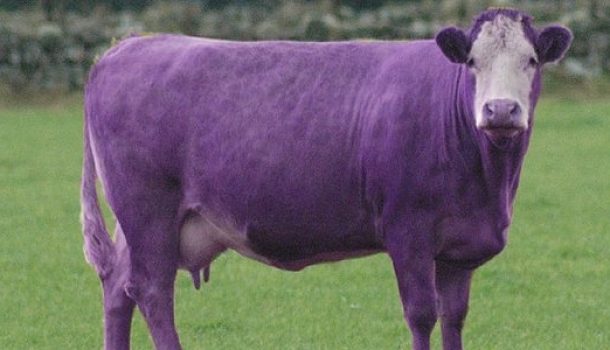 План «Фиолетовая корова»? В управлении здравоохранения ЕАО вынашивают реформу финансовой службы