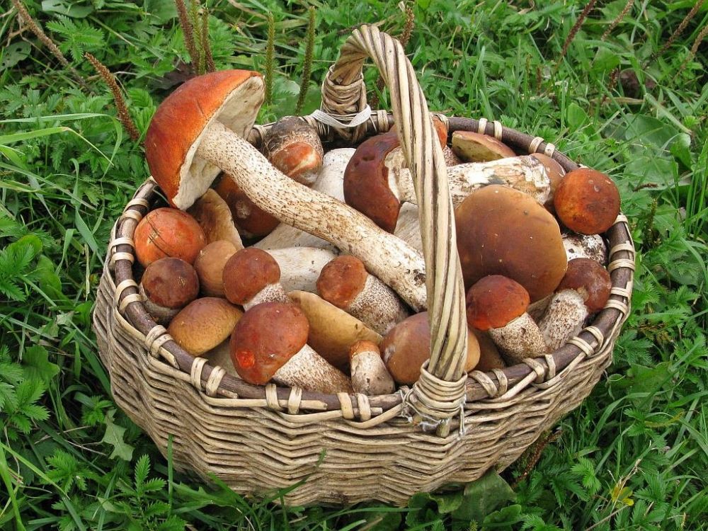 Россиянам могут разрешить продавать грибы, ягоды и бересту