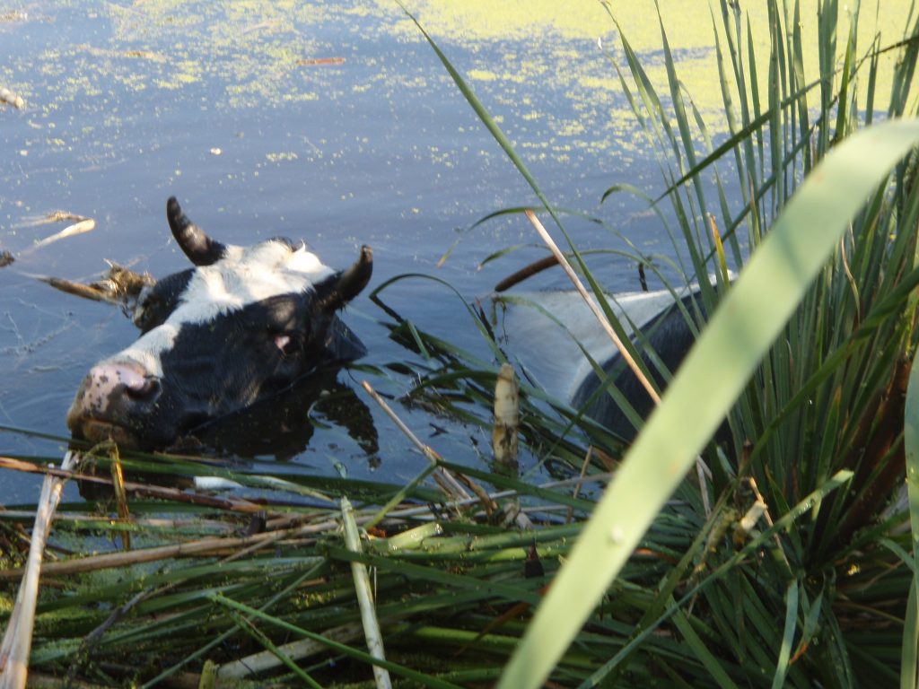 На Мясокомбинате три дня погибала корова, но никто не обращал на неё внимание