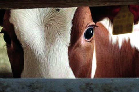 В ЕАО у фермера украли коров почти на полмиллиона  рублей
