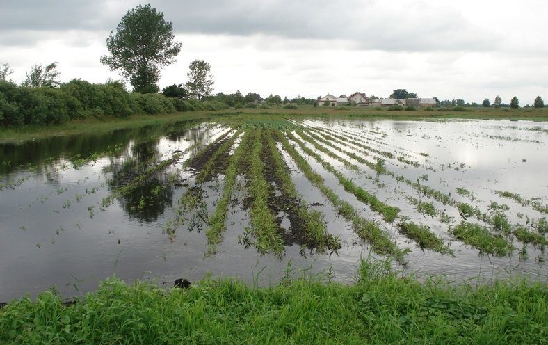 В ЕАО более 420 млн рублей получат пострадавшие от наводнения фермеры