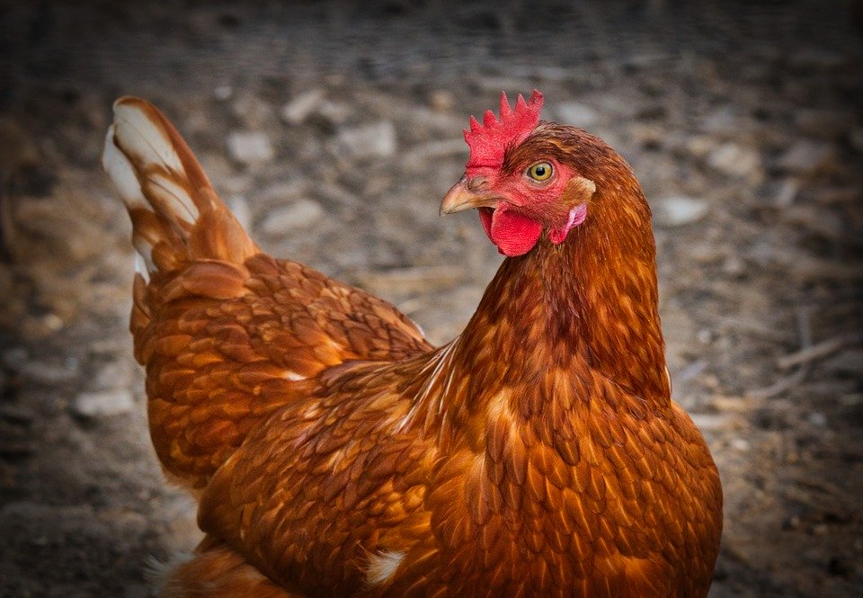 В Госдуме считают причиной роста цен на яйца и курицу монополизацию