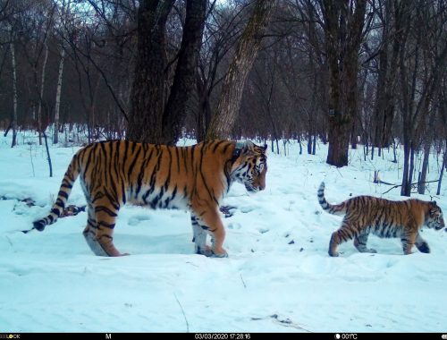 ЕАО примет участие в акции по единовременному учету амурского тигра