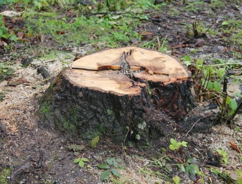 Администрация Биробиджанского района проверила факт вырубки деревьев в селе Раздольном
