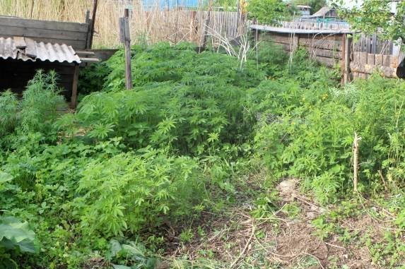 Три огорода с коноплей обнаружила полиция в ЕАО
