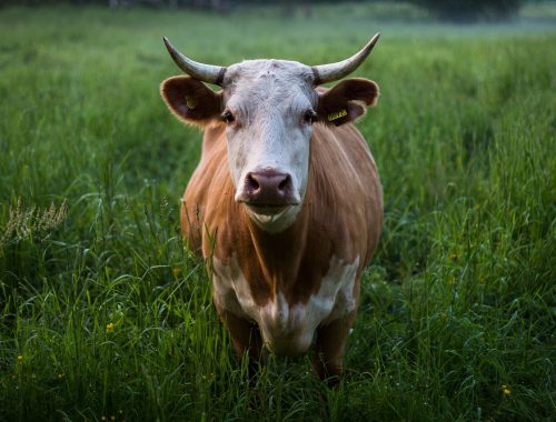 В Биробиджане определили места выпаса коров