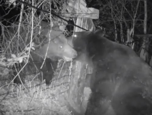 В ЕАО два медведя подрались на российско-китайской границе