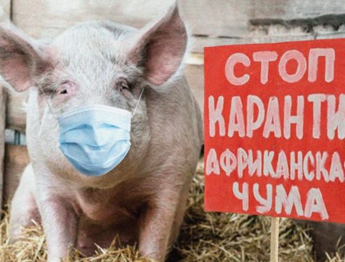 Африканская чума свиней проникла в Биробиджан, но правительство ЕАО на это не реагирует