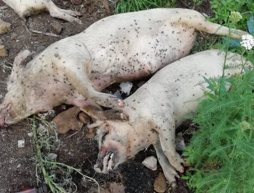 Жуткие сцены массового мора свиней в Биробиджанском районе — фермеров никто не предупредил об угрозе