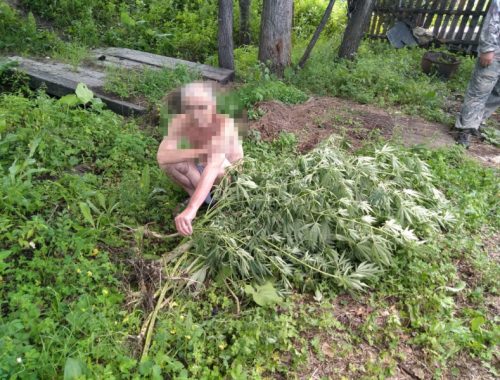 96 кустов конопли изъяли на приусадебном участке жителя Смидовичского района