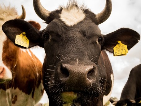 «Молока больше не будет»: последнее дойное стадо из 40 коров вынужден продать хабаровчанам фермер из Амурзета