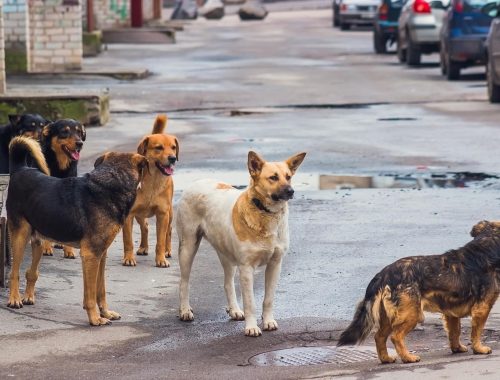 Ужесточить наказание за нападения собак на людей призвал глава СПЧ