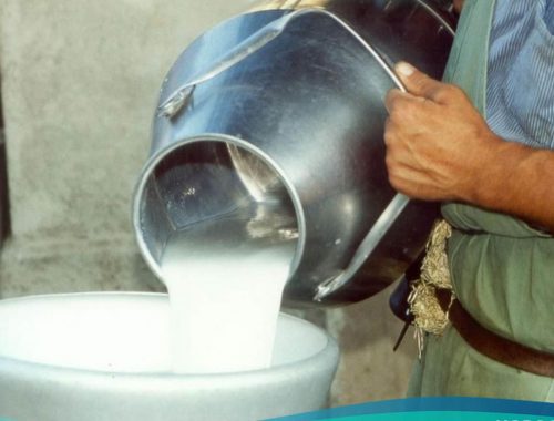 Регулярный сбор молока возобновили в районах ЕАО