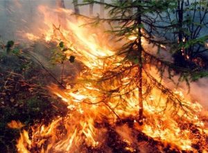 В ЕАО зафиксирована наибольшая площадь лесных пожаров в России