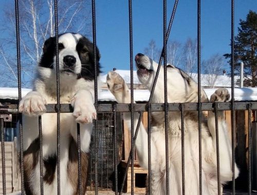 «Собачья жизнь»: как в Облученском районе «помогли» зоозащитникам
