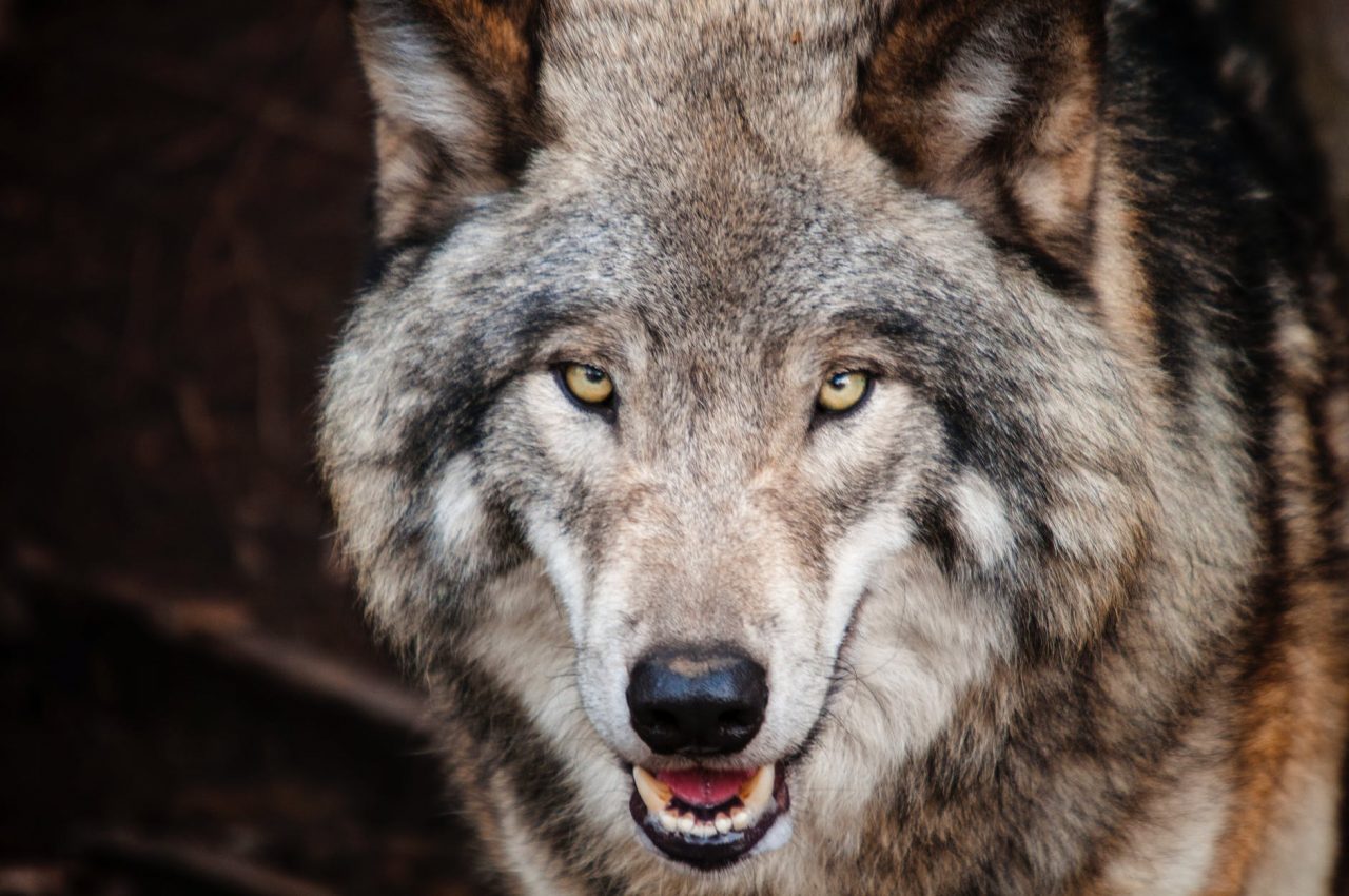 В Биракане волки загрызли уже десять дворовых собак — жители бьют тревогу, но помощь не приходит