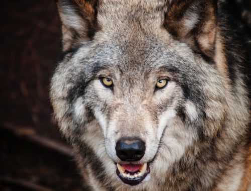 В Биракане волки загрызли уже десять дворовых собак — жители бьют тревогу, но помощь не приходит