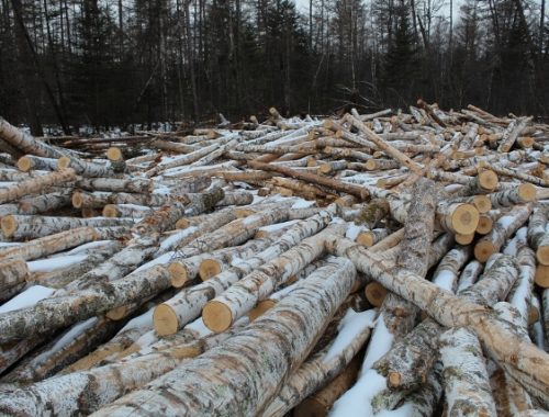 До семи лет лишения свободы грозит директору фирмы за незаконную рубку леса в Октябрьском районе ЕАО