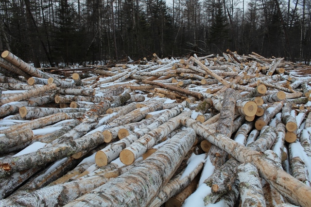 Более 1 млн рублей заплатил биробиджанец за незаконную вырубку леса