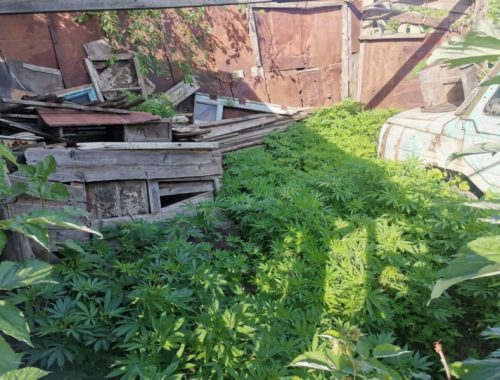 Плантацию с тысячью кустами конопли организовал в огороде житель села Ленинское в ЕАО
