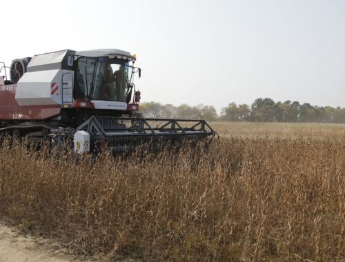 Урожайность ранних зерновых упала по итогам уборочной кампании в ЕАО