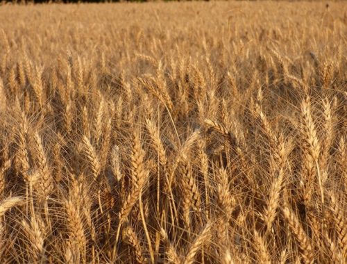 РФ с 1 декабря введет запрет на экспорт твердой пшеницы