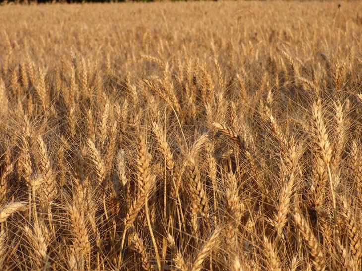 РФ с 1 декабря введет запрет на экспорт твердой пшеницы