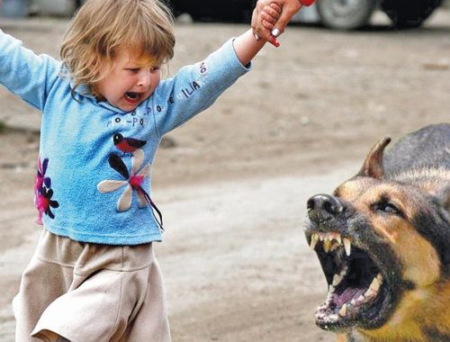 Все пострадавшие — дети: в Биробиджанском райсуде рассказали, сколько дел по укусам собак рассмотрено в марте-апреле 2024 года